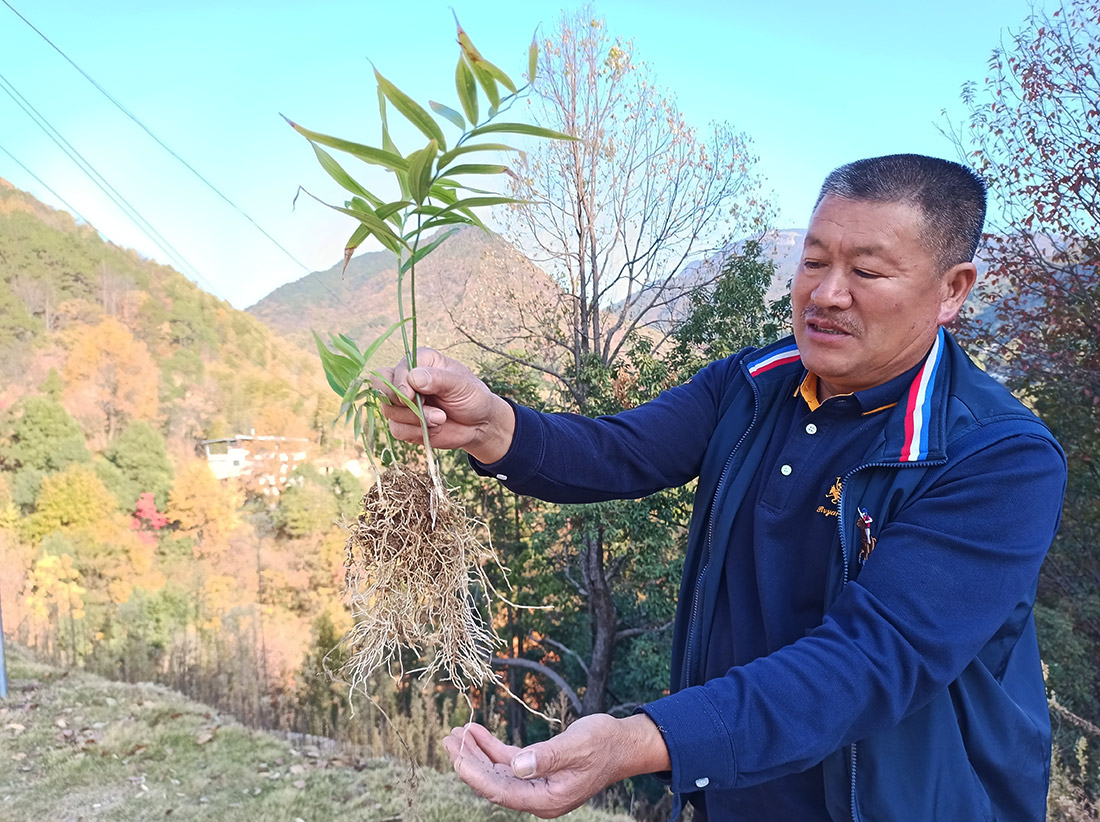 黄精种植11_02.jpg
